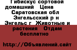 Гибискус сортовой домашний › Цена ­ 200 - Саратовская обл., Энгельсский р-н, Энгельс г. Животные и растения » Отдам бесплатно   